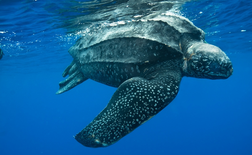 Tripulação da DreamWave salva Tartaruga-de-couro, espécie em vias de extinção (VIDEO)