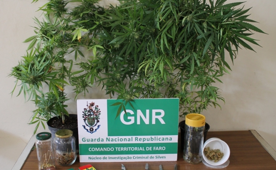GNR de Silves apreende plantas de cannabis