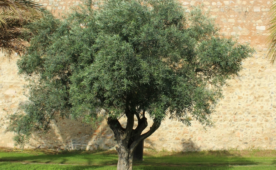 Dia Mundial da Oliveira é assinalado em 32 municípios de norte a sul de Portugal