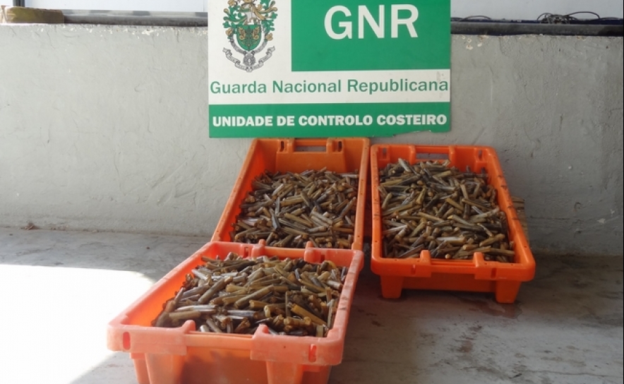 Apreensão de lingueirão no valor de 300 euros