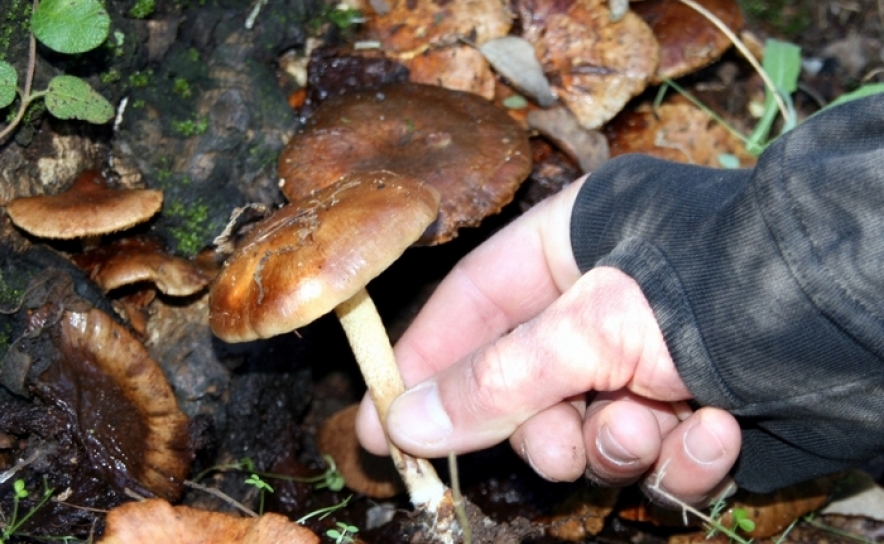 E se em 2017 o Ciclo de Passeios Natureza «Começar pelos Cogumelos?»
