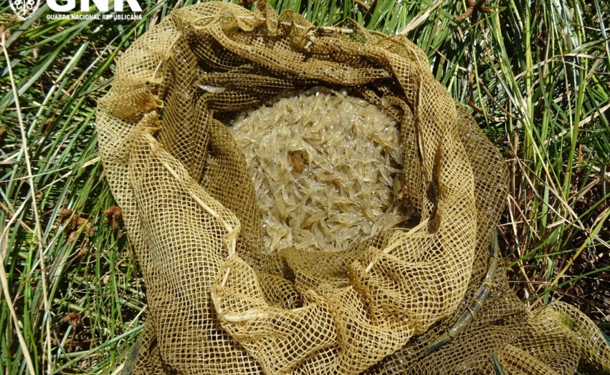 Três artes de pesca apreendidos no concelho de Silves