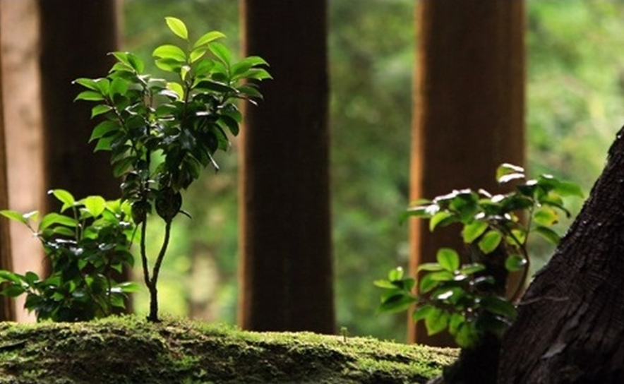 PDR 2020: candidaturas abertas para ações de formação em explorações florestais