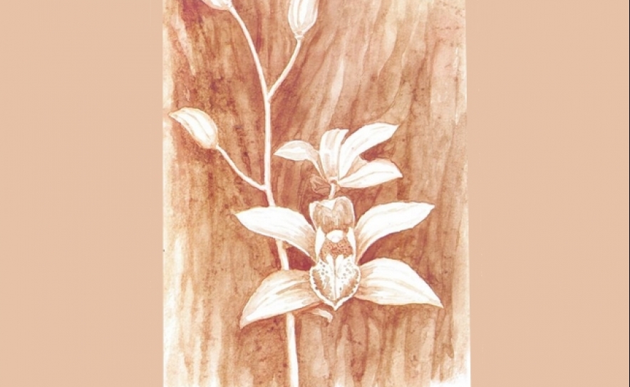 SANGUINIRELA-ORQUÍDEA