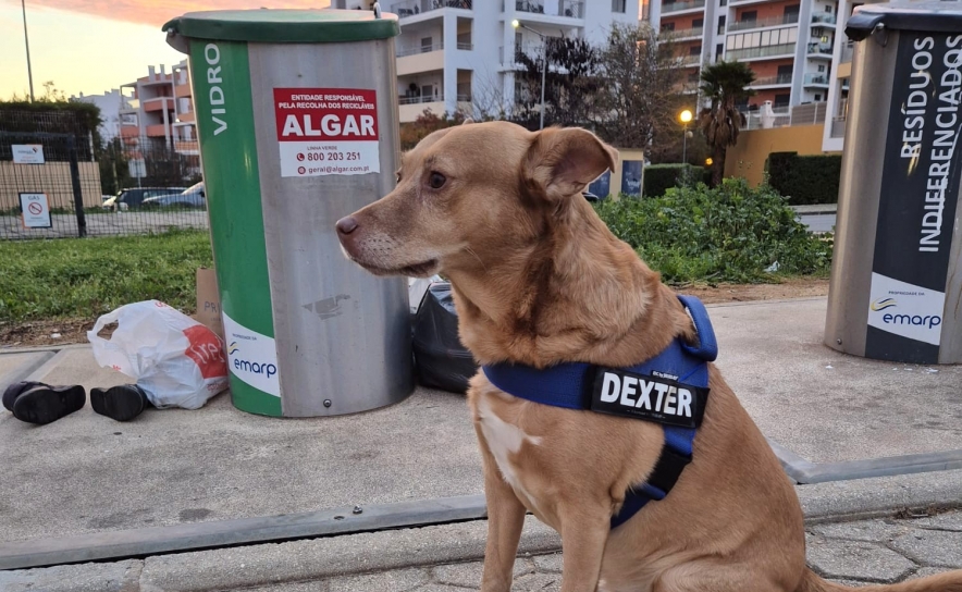 Dexter Vice Presidente e responsável pelo Zero Desperdício