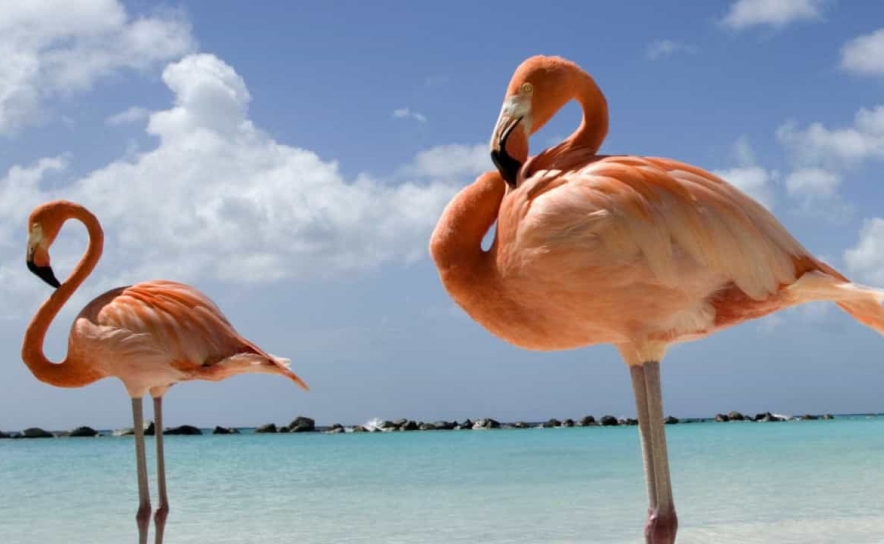 Duas colónias de flamingos estão a nidificar pela primeira vez em Portugal - ICNF