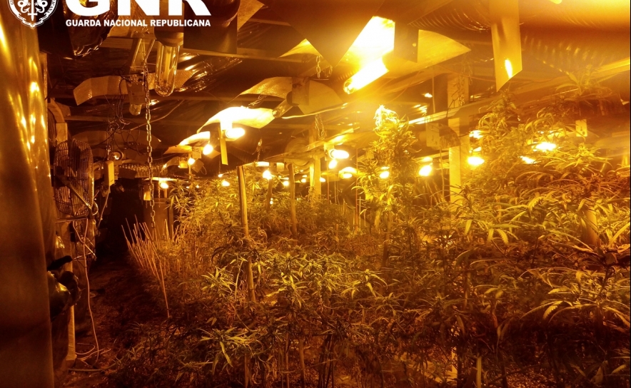 Desmantelamento de estufa com 366 plantas de cannabis