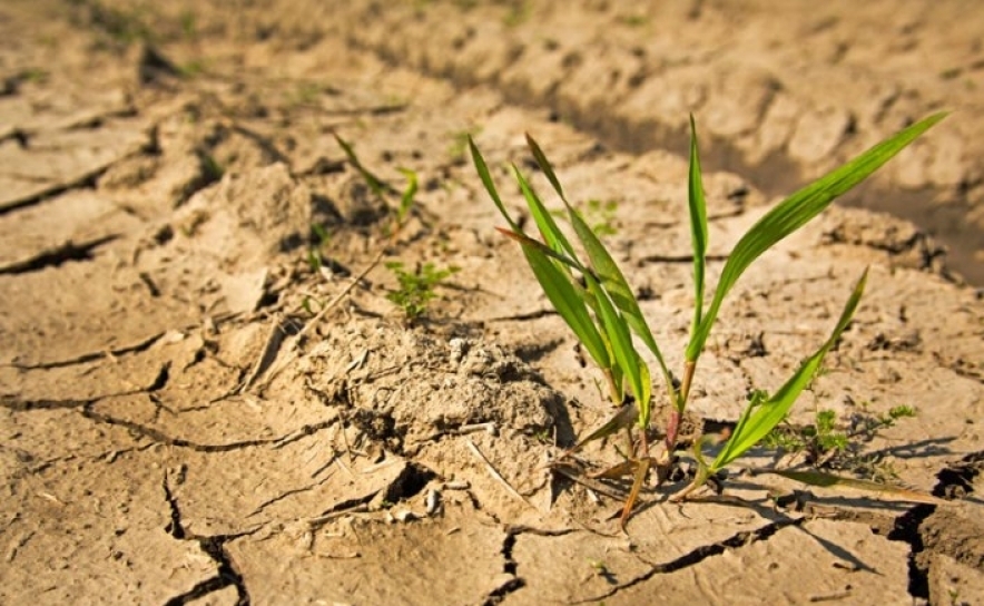 Seca: Agricultores algarvios pedem medidas urgentes para combater falta de água 