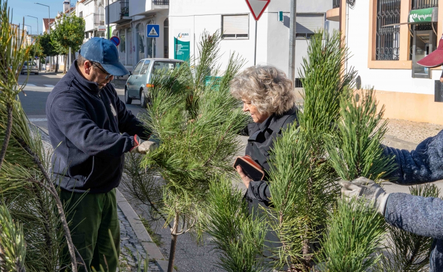 NATAL 2024 | Pinheiros de Natal no comércio local 