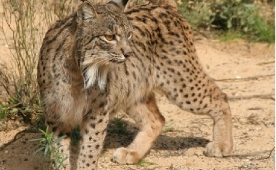 Lince ibérico «LORO» que foi operado já recuperou e voltou à natureza