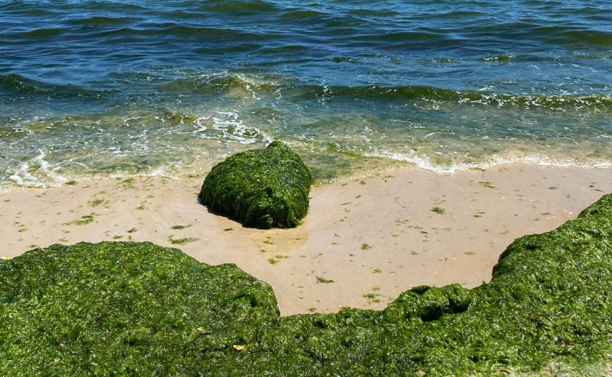 Nutrisafe organiza workshop sobre valorização da biomassa das algas invasoras