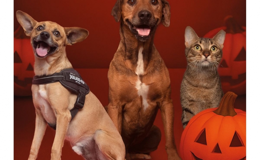 Assustador é o abandono animal: AlgarveShopping celebra o Halloween com campanha de adoção especial  Assustador é o abandono animal: AlgarveShopping celebra o Halloween com campanha de adoção especial