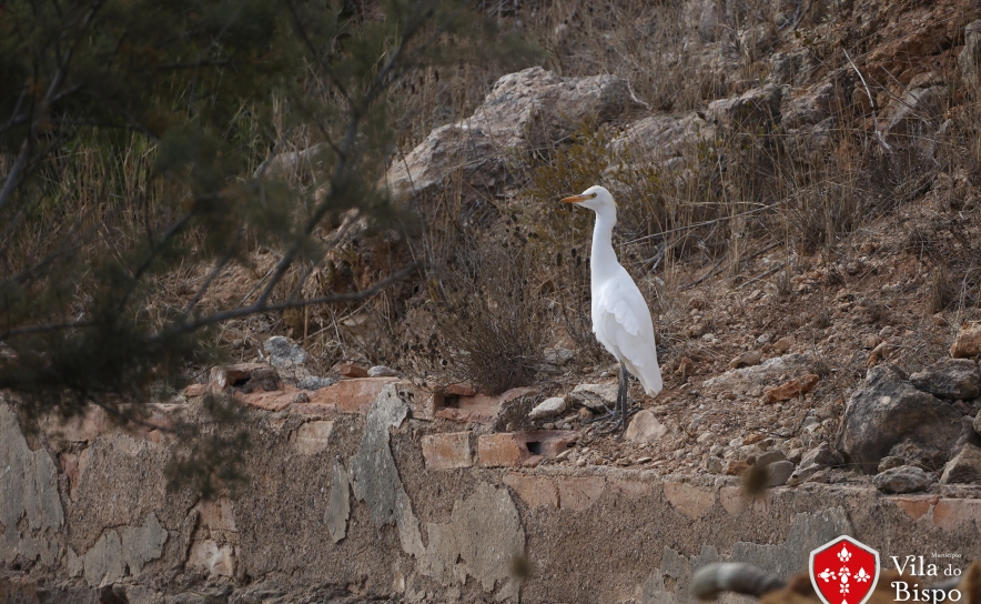 Aves e biodiversidade no Paul de Budens - Garça Boeira