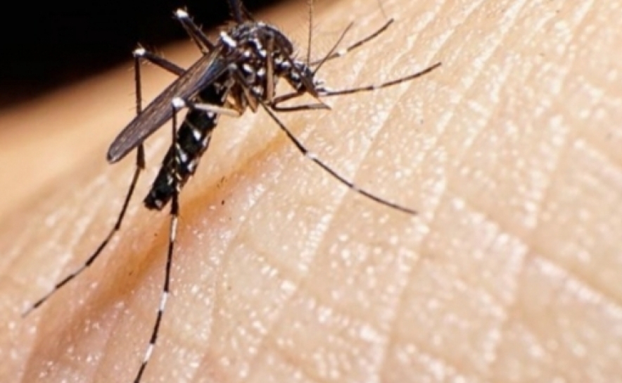 Mosquito transmissor do dengue detetado na Covilhã