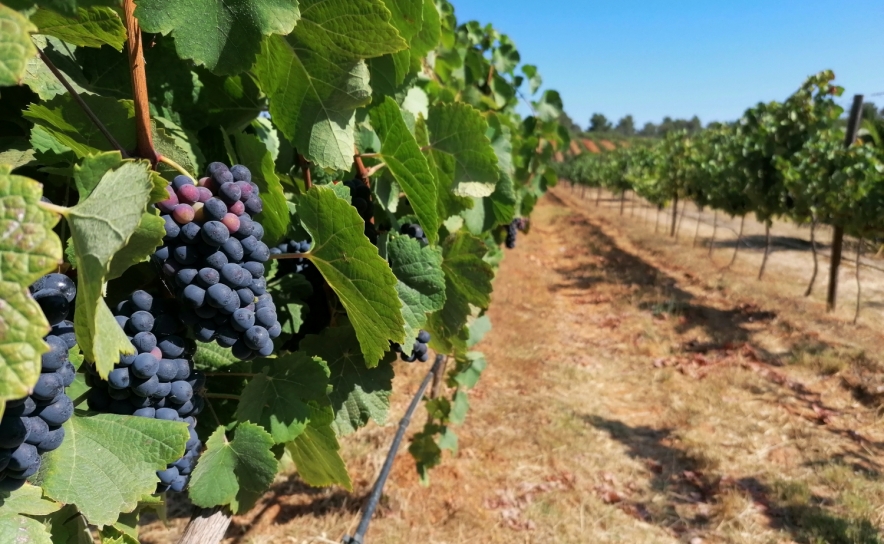 «Roads to Wine» proporciona provas em cinco adegas algarvias a  partir de Portimão