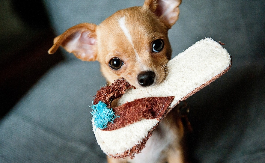 Senhorios obrigados por lei a aceitar animais de estimação