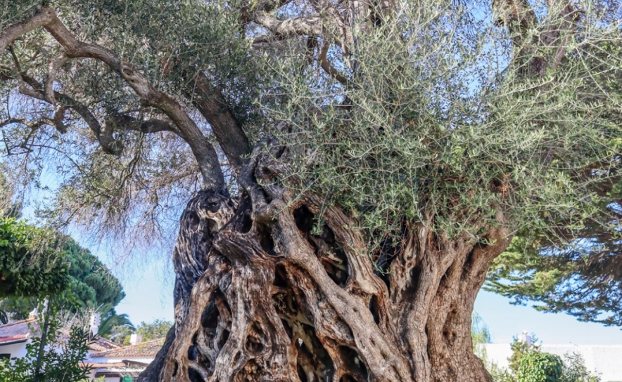 Oliveira Real do Algarve tem 2225 anos e é candidata a árvore europeia. Saiba como votar