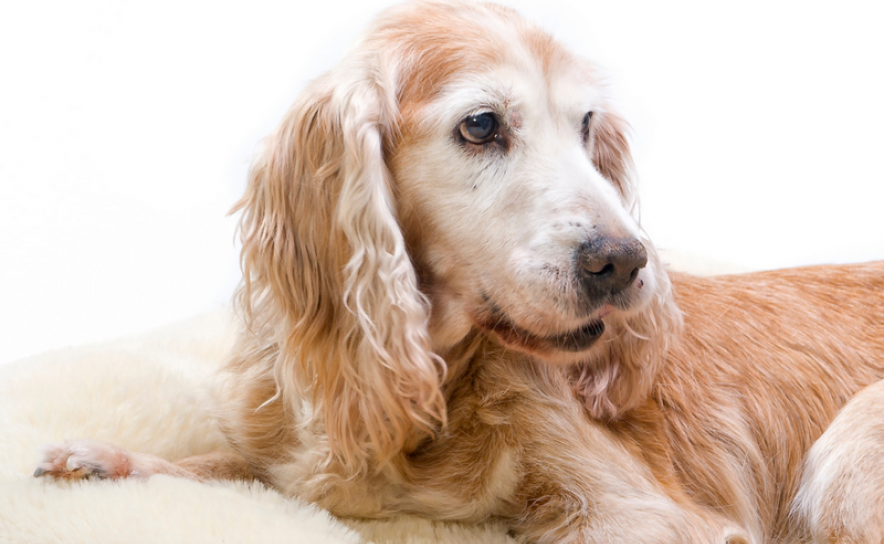 LOULÉ PROCURA O CÃO MAIS IDOSO DO CONCELHO