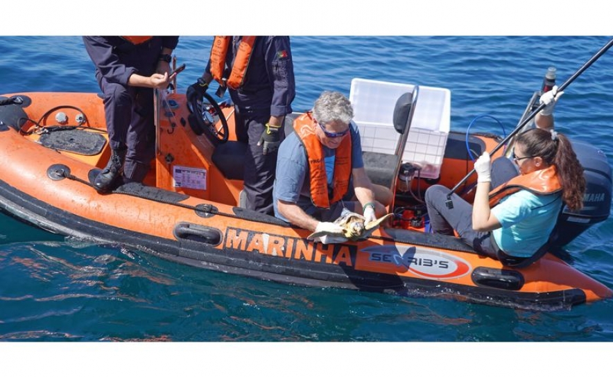Zoomarine Algarve devolve seis tartarugas juvenis ao oceano com apoio da Marinha Portuguesa