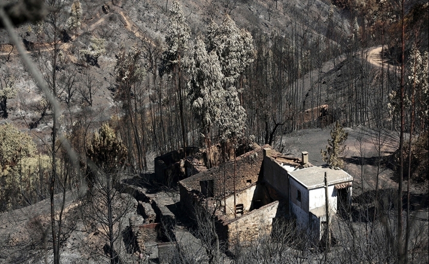 Trinta mil toneladas de madeira queimada em Monchique aguardam retirada do terreno 