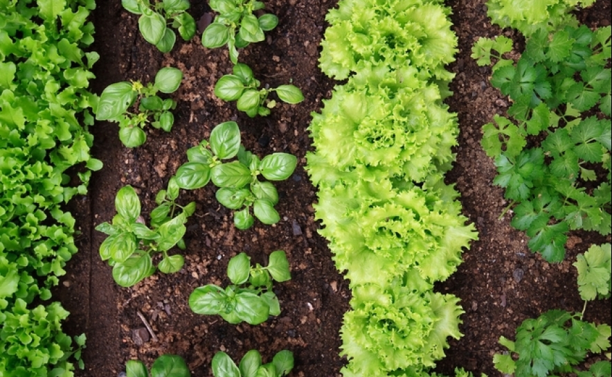 Agricultura Biológica em grande destaque na Biblioteca Municipal de Portimão 