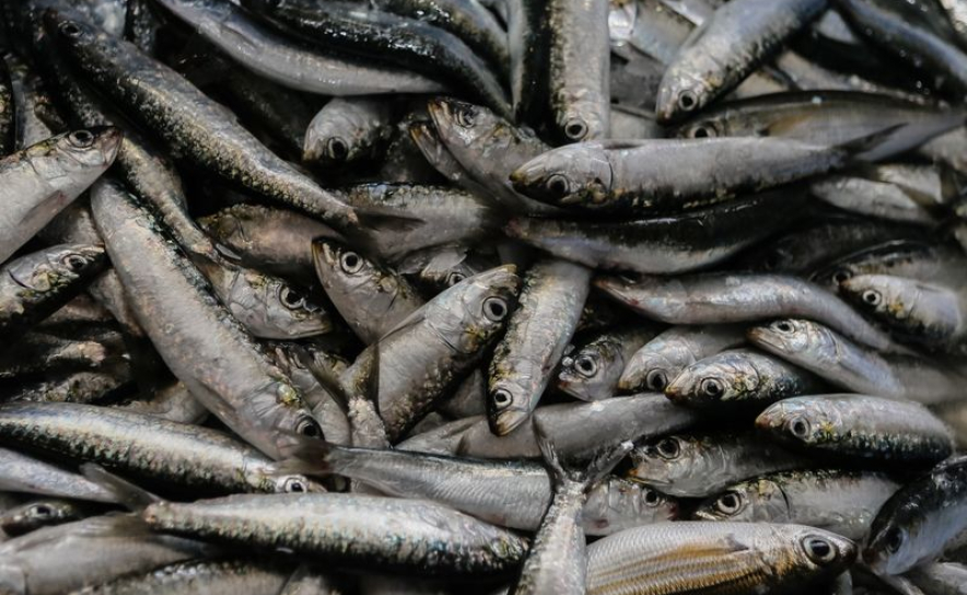 Pesca da sardinha com novos limites a partir de quarta-feira
