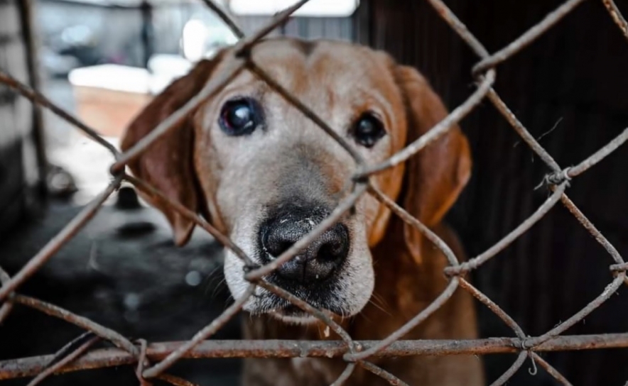 Animal Rescue Algarve conclui a sua missão na Ucrânia