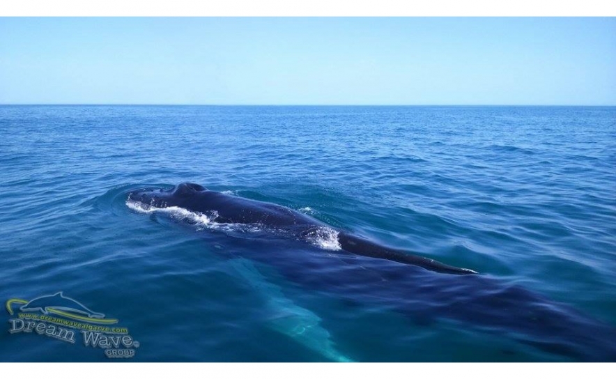 Avistada baleia de 10 metros em Armação de Pêra