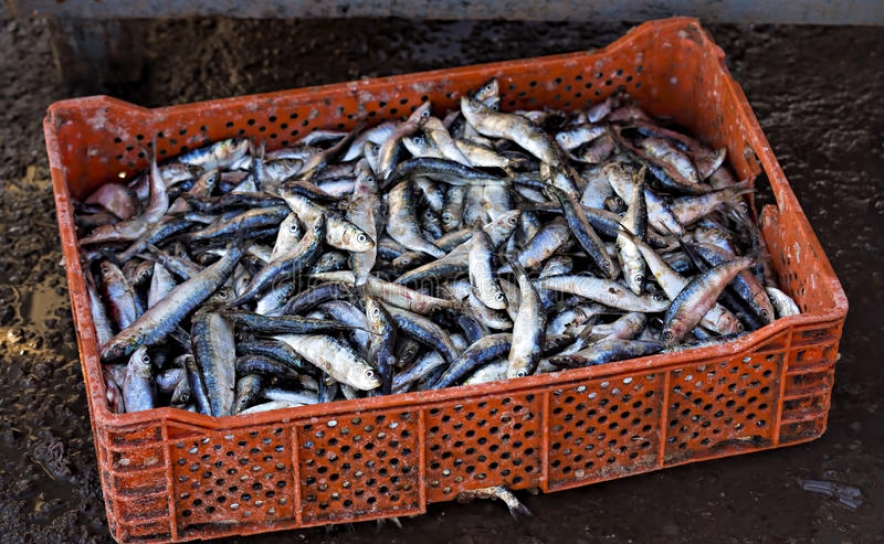 Apreensão de 800 quilos de sardinha por excesso de captura em Olhão